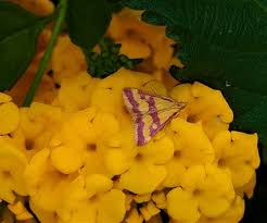 Image result for Pyrausta sanguinalis