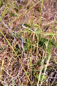 Image result for Scleria mikawana