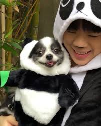 Check spelling or type a new query. Panda Puppy Posts Facebook