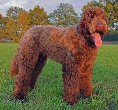 Flandoodle Dog Breed Information And Pictures Hybrid Dogs Dogs Mixed Breed Dogs