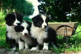 How To Potty Train Border Collie Puppies