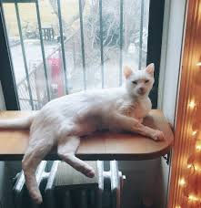 Know the causes, symptoms, and treatments of feline signs of cancer in cats are similar to other diseases. Blog Nhv Natural Pet Products