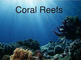 By helping to prevent coastal erosion, flooding, and loss of property on the shore, the reefs save billions of dollars each year in terms of reduced. Ppt Coral Reefs Powerpoint Presentation Free Download Id 3276319