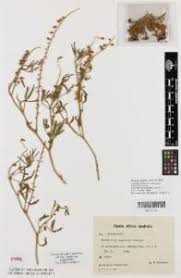 Image result for Crotalaria sphaerocarpa