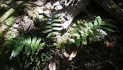 Image result for Blechnum ivohibense