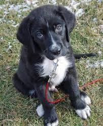 Black And White Labrador Mix Puppies Black Lab Husky Mix I Could Die Lab Mix Puppies Cute Dogs Labrador Mix