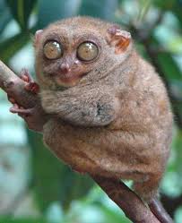 Pretty Self Explanatory An Amazingly Cute Animal Called A Tarsier Animals Funny Animals Funny Animal Pictures