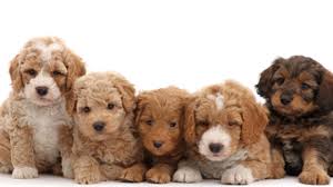 Check spelling or type a new query. Labradoodle Names A Collection Of The Most Adorable Names For Your Doodle Labradoodles Dogs