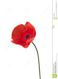 April 21st Flower Week Day 1 The Poppy Flower R Sketchdaily Poppy Flower Red Poppies Poppies