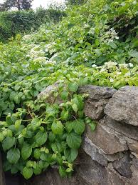 Jakten Pa Den Perfekte Klatreplanten Klatrehortensia Planter Hage Og Utendors