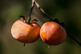 It has a unique flavo. Fuyu Persimmons The Best Tasting Persimmons To Grow Gardensall