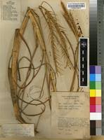 Image result for Vossia cuspidata