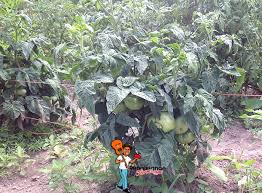 Vines yield tomatoes that ripen gradually until frost. My Favorite Potato Leaf Tomato Varieties That I Highly Recommend