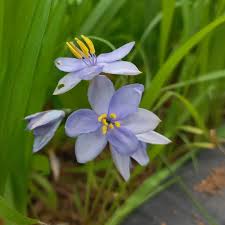 Image result for Tulbaghia cameronii