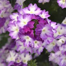 Image result for Verbena