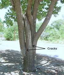 If you want a tree simply for looks or a tree that produces those tasty pomes that proliferate summer markets, you can. Texas Tree Tips June 2011 Neil Sperry S Gardens