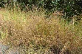 Image result for Hyparrhenia rudis