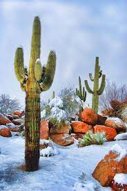 Perhaps you are trying to cover something up. Unbelievable Snowy Covering In Arizona Desert And The Photos Are Beautiful In 2021 Cactus Beautiful Nature Beautiful Landscapes
