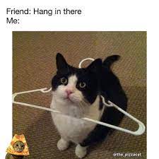 Pizzacat Party Doin It Follow Mah Cat Catnamedpizza Meme