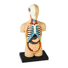 There are many ways to categorize the torso muscles. 4d Human Anatomy Torso Model Tedco Toys