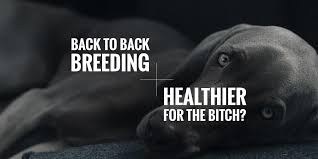 I know you know how i feel. Is Back To Back Breeding Healthy For The Bitch