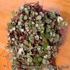 Image result for Ceropegia burchelliana