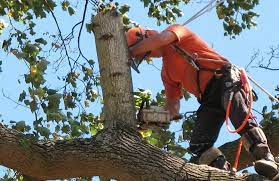 Check spelling or type a new query. Avoid These Mistakes In Hiring A Tree Removal Company Last Of Songs