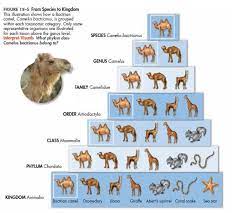 Camels have an important role in the lives of human beings, especially in arid regions, due to their multipurpose role and unique ability to adapt to harsh conditions. Chapter 18 Notes History Of Science Classical Conversations Chapter
