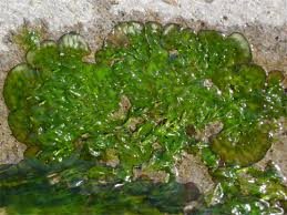 Image result for Podostemaceae