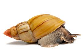 Image result for Hirtella zanzibarica