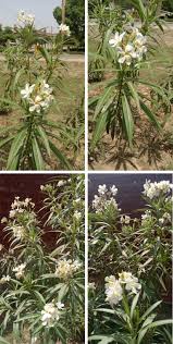 Find out if it's dangerous and what to do if your dog has eaten a chicken bone. Oleander Sciencedirect
