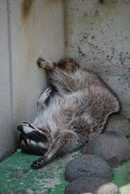 Geeeeez U Think Being Comfy Is All That Matters Here Funny Sleeping Raccoon Raccoon Pet Raccoon Cute Raccoon