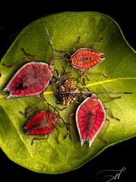 Image result for Scleria porphyrocarpa