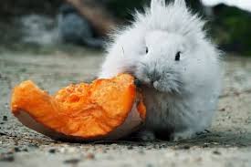 It is a good supplement to a rabbit's usual diet of fresh hay and clean water. Can Rabbits Eat Pumpkins What You Need To Know Bunny Horde