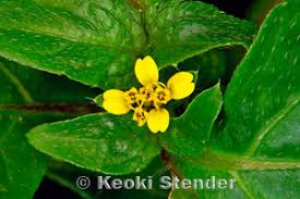 Image result for Synedrella nodiflora