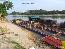 Some aspects of the reproductive biology of a malaysian freshwater catfish (clarias macrocephalus, gunther). Cage Culture Of Freshwater Catfish Pangasius Sutchi In Pahang River Malaysia Fish Consulting Group