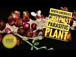 Image result for Pilostyles aethiopica