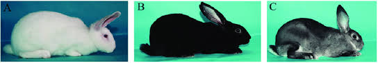 One such breed is the rex, which is recognized by the american rabbit breeders association (arba) and by the british rabbit council (brc). The Coat Colour Of Three Rex Rabbits A White Rex Rabbit B Black Download Scientific Diagram