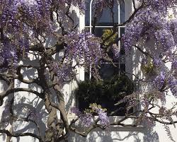Wisteria's do need a good prune at least once a year and preferably after flowering too. National Fragrance Week Fragrant Wisteria The English Garden