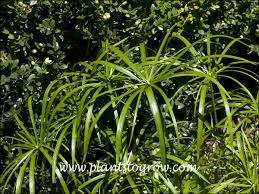 Image result for Cyperus kirkii