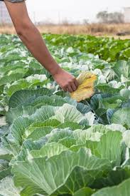 If you lie down with dogs, you will get up with fleas. Cabbage Pruning Tips On How To Trim Cabbage