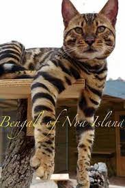 Cats Lover Community Catslovercommunity - Profile Pinterest