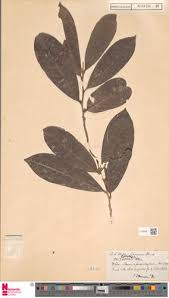 Image result for Octolepis