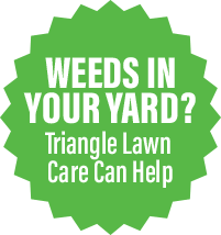 We get rid of pests like mosquitoes, rats, roaches, termites we've also been honored with 4.8 stars on facebook and google, an a+ rating from the better business bureau, and the angie's list super service award. Pest Control Chapel Hill Same Day Service Triangle Pest Control