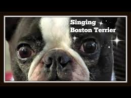 Cute Funny Singing Boston Terrier Louie What A Talent Youtube