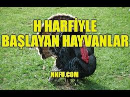 H Harfiyle Baslayan Hayvanlar Youtube
