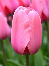 Check spelling or type a new query. Tulip Bulbs Pink Impression Dutchgrown Giant Pink Tulips