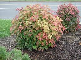 Companion planting nandina plant water fertilizer plants garden prune outdoor landscape nandina plant pruning: 45 Nandina Firepower Ideas In 2021 Nandina Firepower Plants Shrubs