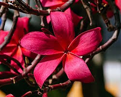 Image result for Plumeria rubra
