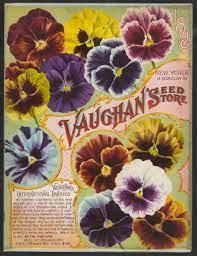 Vaughn S Seed Store New York Vaughn S International Pansies Flower Seeds Packets Flower Seeds Vintage Seed Packets